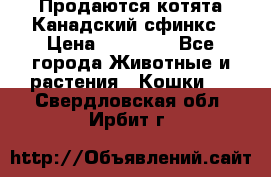 Продаются котята Канадский сфинкс › Цена ­ 15 000 - Все города Животные и растения » Кошки   . Свердловская обл.,Ирбит г.